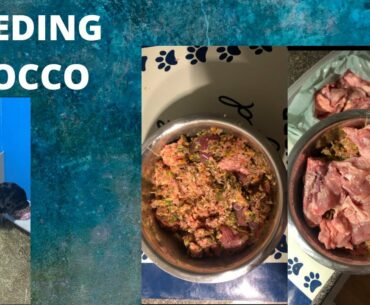 What our 8.5 month old Rottweiler puppy is fed