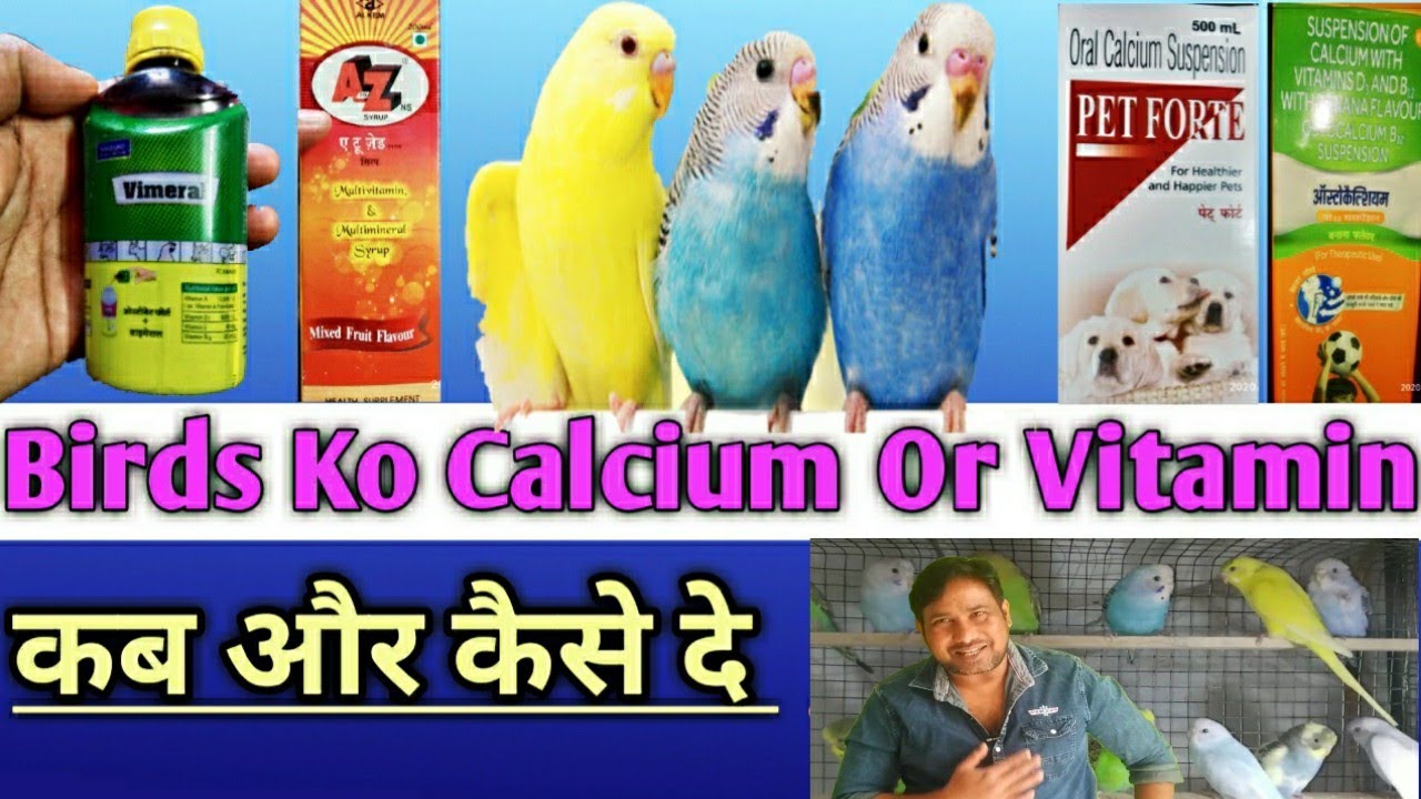 Budgies Parrot Ko Calcium Or Vitamin Kab Or Kese De budgies parrot