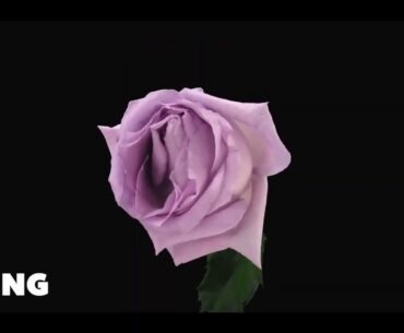 NATURAL E (Vitamin E 400 IU) (Edu)