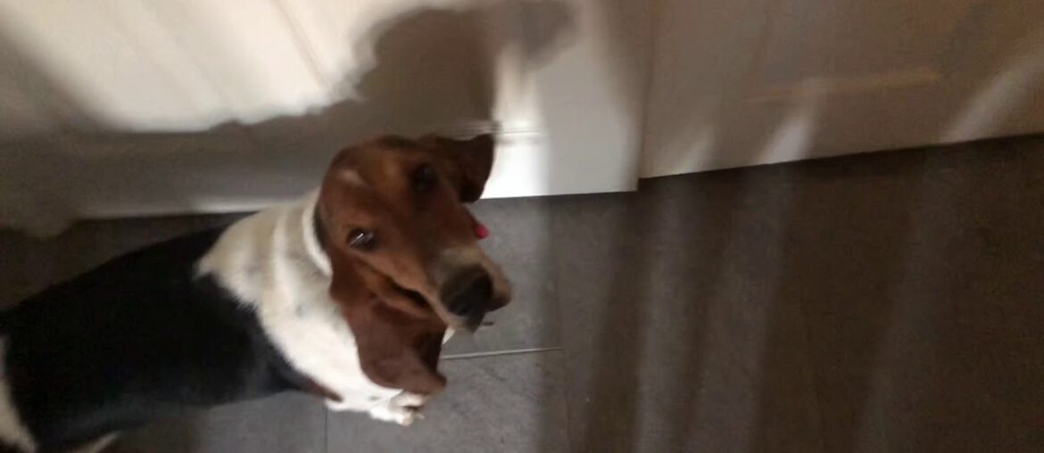 Basset hounds love to start their mornings with their vitamins