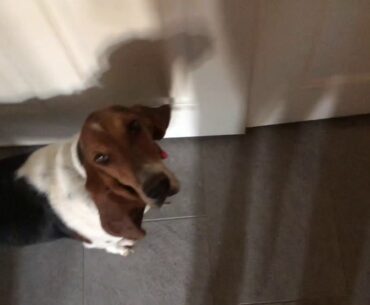 Basset hounds love to start their mornings with their vitamins