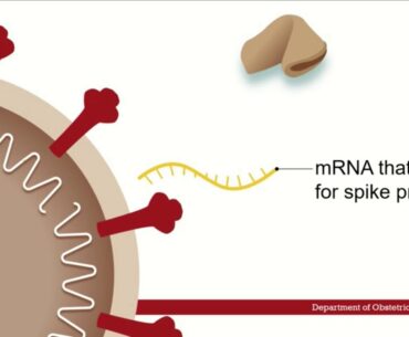 COVID Vaccine  How it works