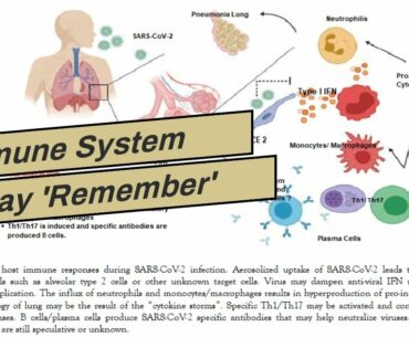 Immune System May 'Remember' Infections From Previous Coronaviruses