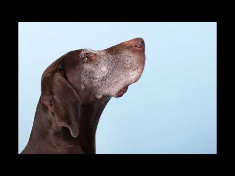 Not known Facts About Importance of Vitamins in Your Pet's Nutrition - Hill's Pet