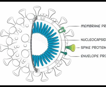 SARS-CoV-2 IgG antibodies and why the receptor-biding domain of the spike protein is so important