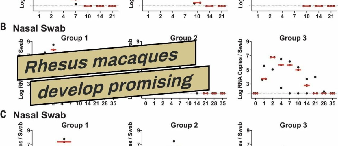 Rhesus macaques develop promising immune response to SARS-CoV-2