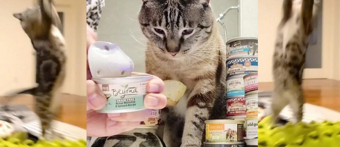 Purina Beyond Ocean Whitefish & Spinach Recipe Pate Grain Free Gourmet Adult Wet Cat Food Reviews