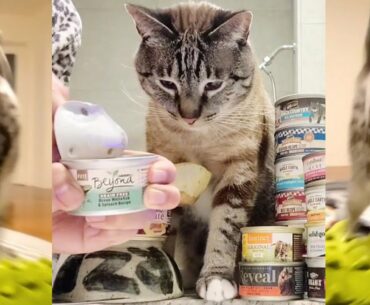 Purina Beyond Ocean Whitefish & Spinach Recipe Pate Grain Free Gourmet Adult Wet Cat Food Reviews