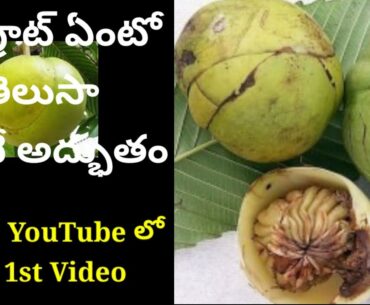 Elephant Apple  | Vitamin A,B,C,E | Silky hair | Skin Glow |  recipe