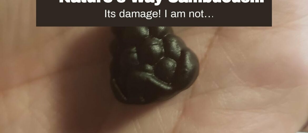 Nature's Way Sambucus Black Elderberry Gummies with Vitamin C and Zinc, 60 Gummies