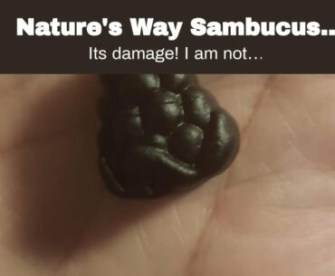 Nature's Way Sambucus Black Elderberry Gummies with Vitamin C and Zinc, 60 Gummies