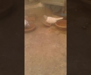 Free vitamins for pigeons