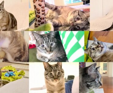 Wellness CORE Signature Selects Natural Grain Free Flaked Skipjack Tuna & Salmon Wet Cat Food