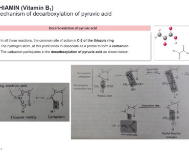 Water-soluble Vitamins
