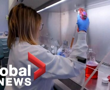 Coronavirus: How long could COVID-19 immunity last for survivors?