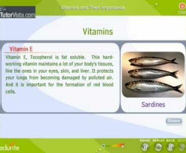 Vitamins And Their Importance