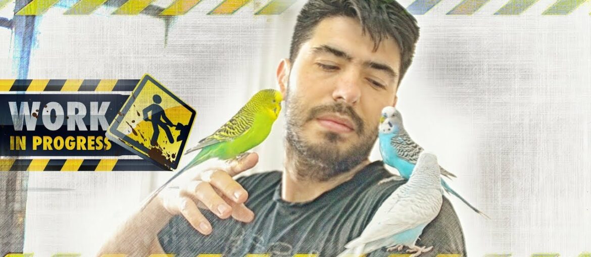 Budgie Routine with Minerals and Vitamins