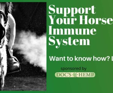 Support Your Horse's immune System