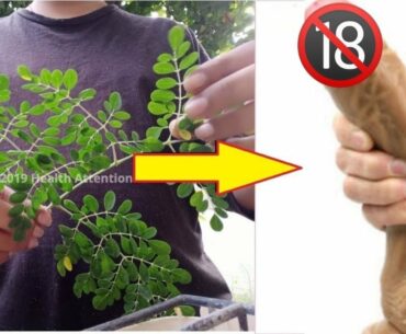 Stronger Unstoppable Erections With Moringa Leaves | Get Harder Erections Forever in 7 Minutes