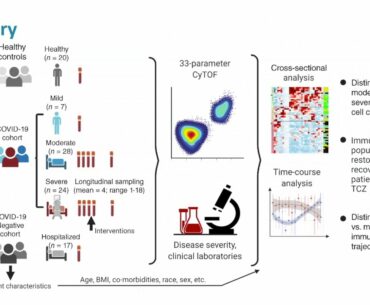 The COVID-19 immune landscape correlation with disease severity