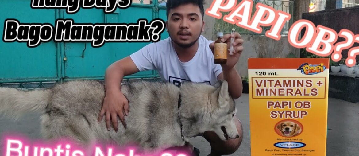 PAPI OB | Pregnant Update for Luna| Vitamins for Mama Dog