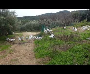 Natural vitamins from my garden for  Royal tyrkeys - Freddy Farm -