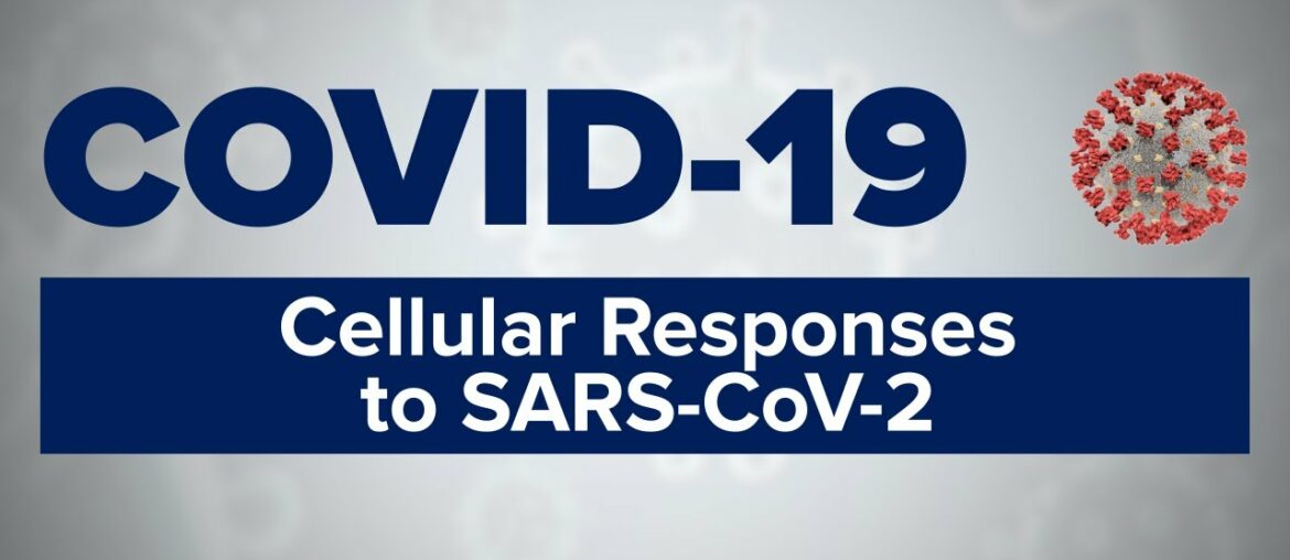 COVID-19 Symposium: Cellular Responses to SARS-CoV-2 | Dr. Michael Betts