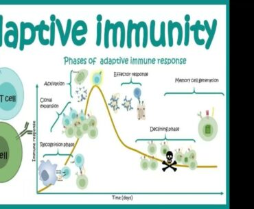 VITAMIN D IMMUNOLOGY: COVID-19 DISEASE DEFENCE MECHANISMS