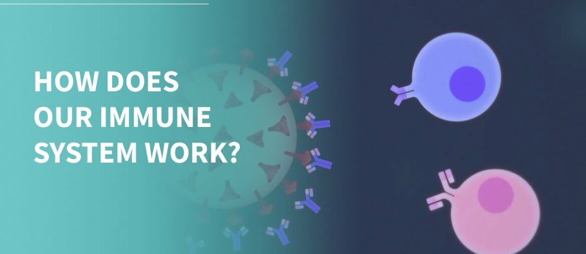 COVID-19 Vaccines 101: How does our Immune System work?