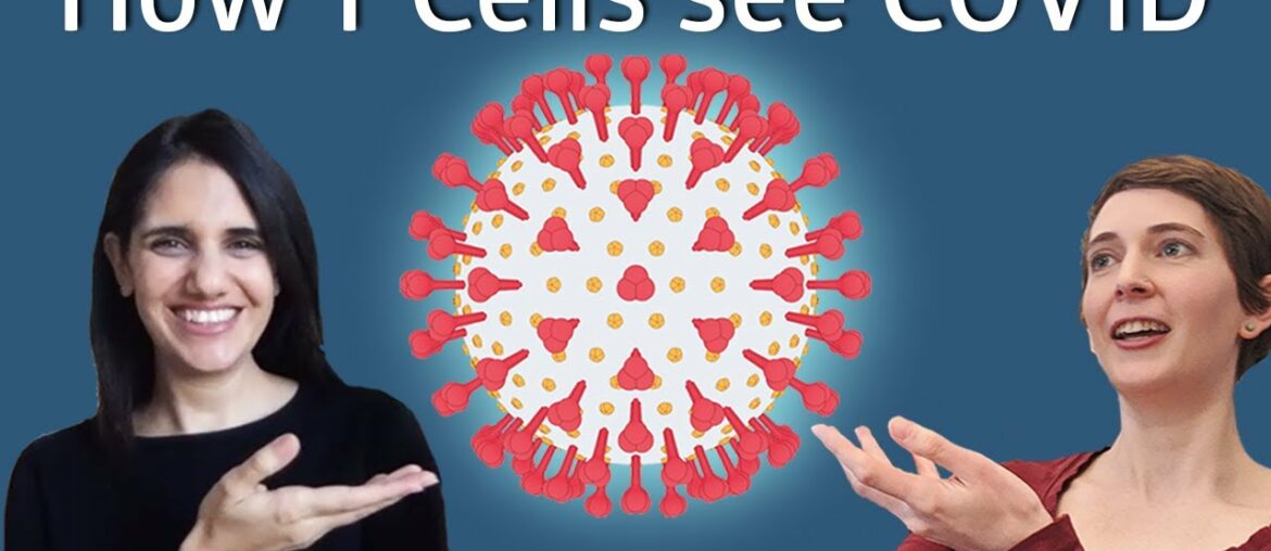 How do T cells recognize COVID infection?