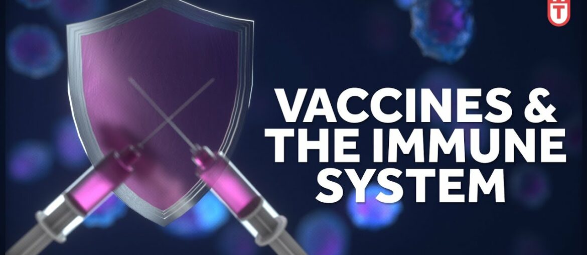 How Vaccines Work with Your Immune System