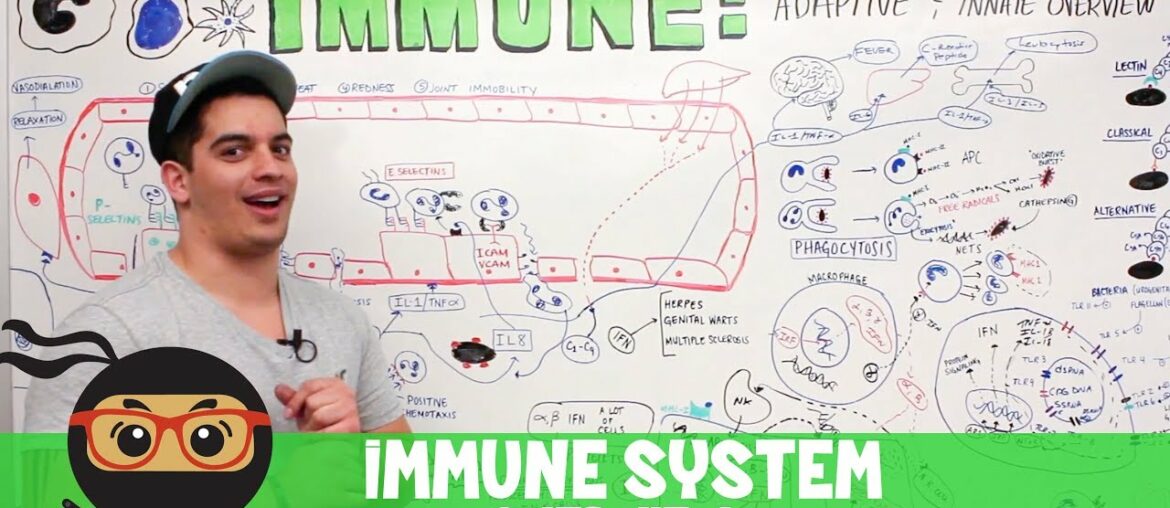 Immunology | Immune System: Overview