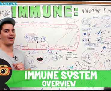 Immunology | Immune System: Overview