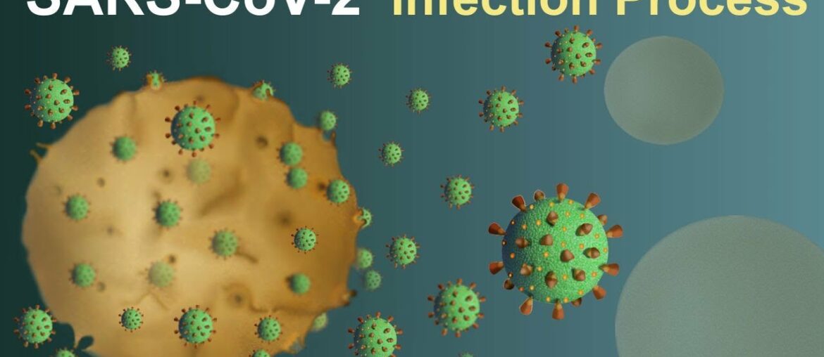 SARS-CoV-2 (Covid-19) Infection Process