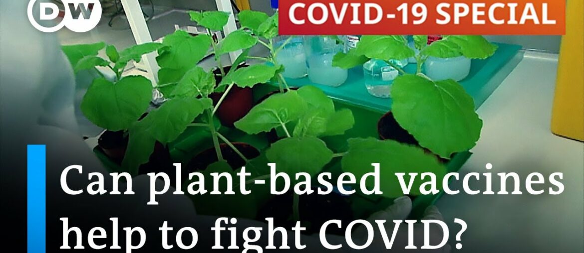 Plant-based vaccines for COVID-19 and other viruses | COVID-19 Special