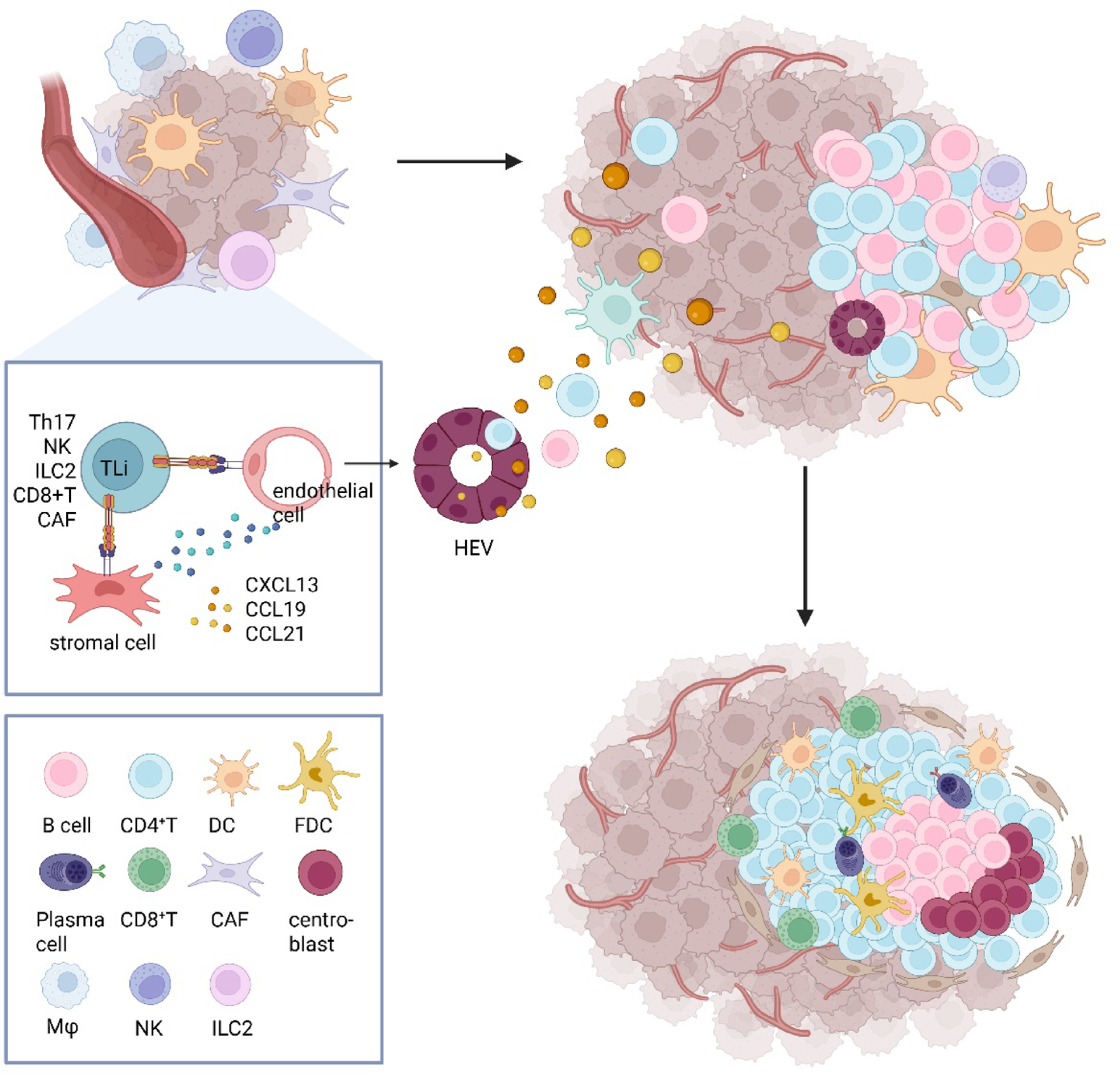 Tertiary lymphoid structures in cancer: spatiotemporal heterogeneity ...