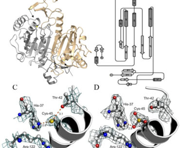 Bacterial enzyme uses vitamin C to neutralize immune defenses, study finds