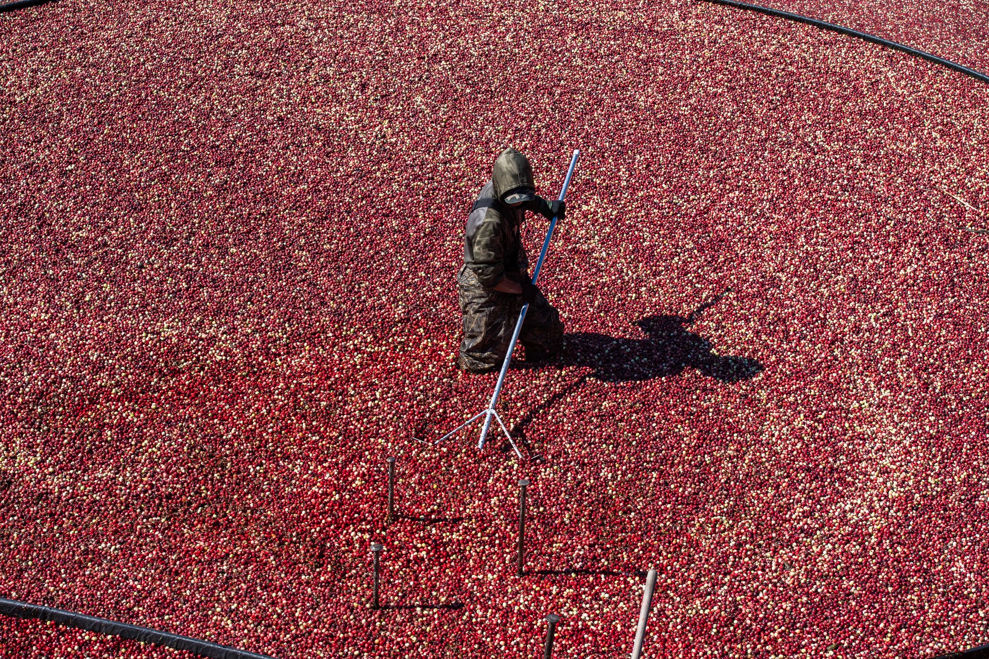 Floating cranberries are harvested in Massachusetts. The tart red fruit is a great source of protective antioxidants that isn’t necessarily utilized year-round