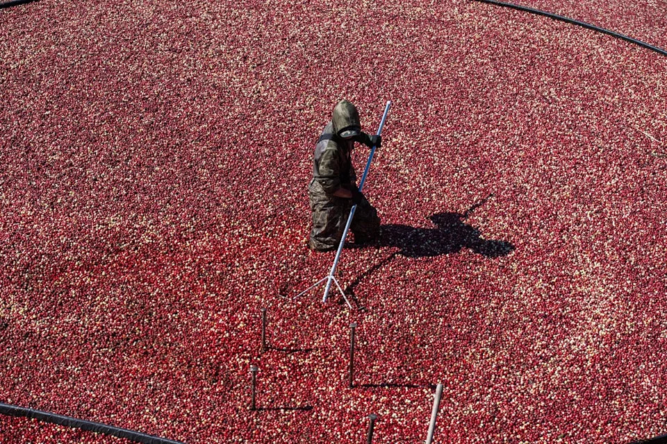 Floating cranberries are harvested in Massachusetts. The tart red fruit is a great source of protective antioxidants that isn’t necessarily utilized year-round (AFP via Getty Images)
