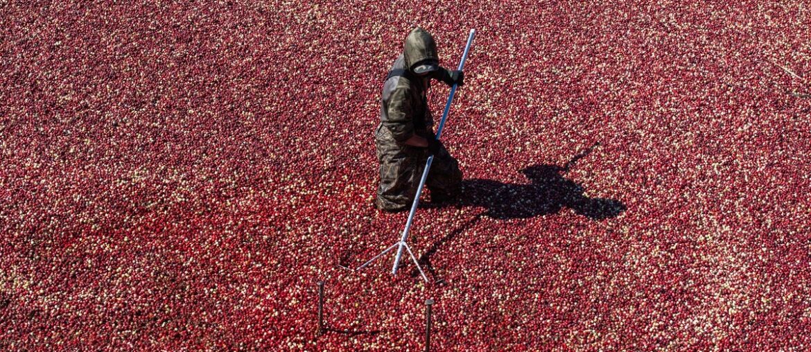 The tart berry that’s packed with antioxidants, fiber and vitamins