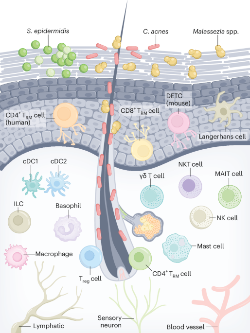 Cutaneous T cell immunity | Nature Immunology - Vitamin Rush