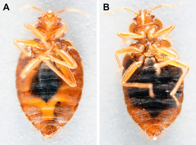 Wolbachia-supplemented B-vitamins are critical for blood digestion in the bed bug Cimex lectularius
