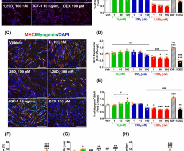 Regulatory role of vitamin D3 on myogenesis and fibrogenesis under Vdr gene silencing and TGF-β1 stimulation in skeletal muscle cells