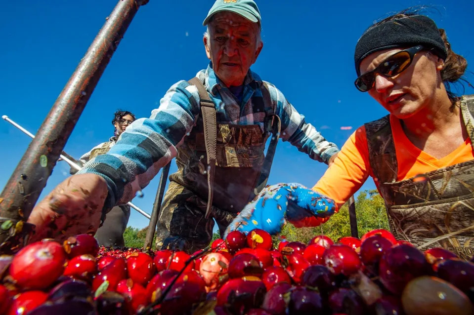 The U.S. is one of the world’s largest cranberry producers, exporting more than $350 million worth yearly (AFP via Getty Images)