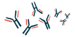 An illustration shows a close-up view of antibodies floating together.