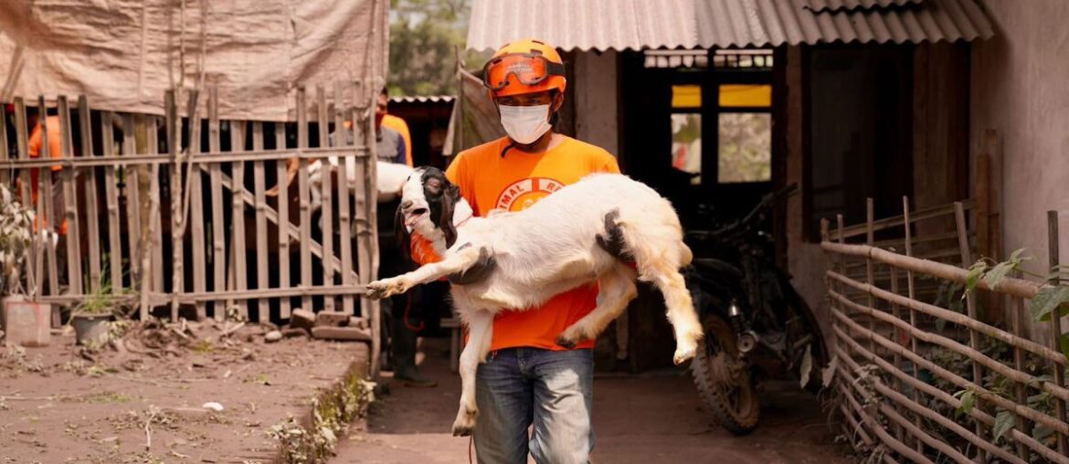 Gov't distributes feed, vitamin to Semeru eruption impacted livestock