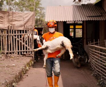 Gov't distributes feed, vitamin to Semeru eruption impacted livestock