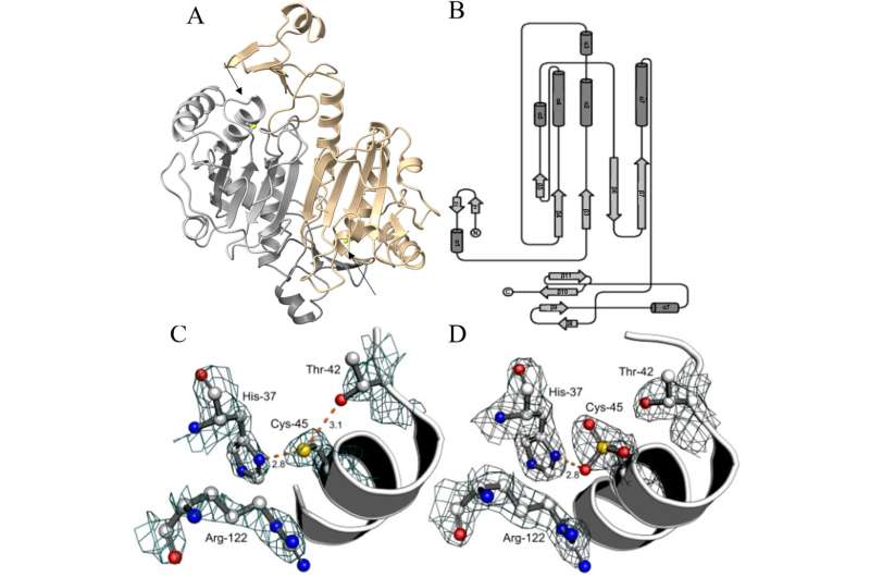 Bacterial enzyme uses vitamin C to neutralize immune defenses, study finds