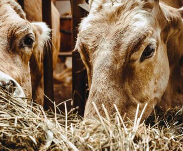 Vitamin A vital to cattle's health