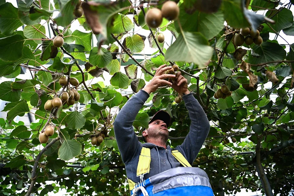 A Kiwi is also a good source for Vitamin C (AFP via Getty Images)